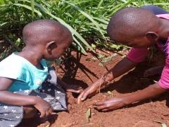 Tree-planting